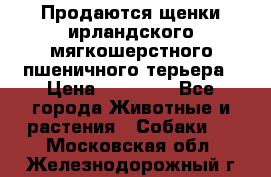 Продаются щенки ирландского мягкошерстного пшеничного терьера › Цена ­ 30 000 - Все города Животные и растения » Собаки   . Московская обл.,Железнодорожный г.
